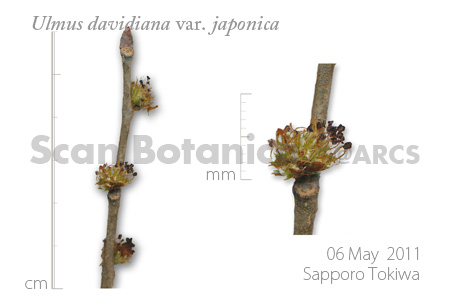 ハルニレ 花 Scan Botanica