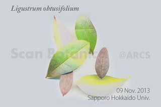 131116_web_L_obtusifolium_Leaf_131109_06_02_300_450.jpg
