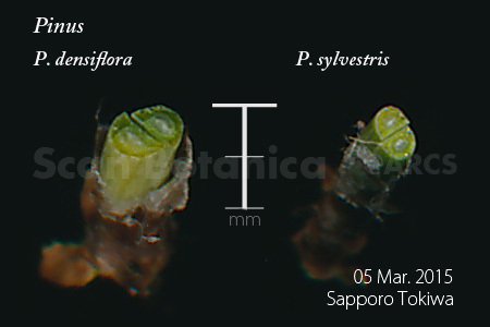 二葉松の葉 断面: Scan Botanica