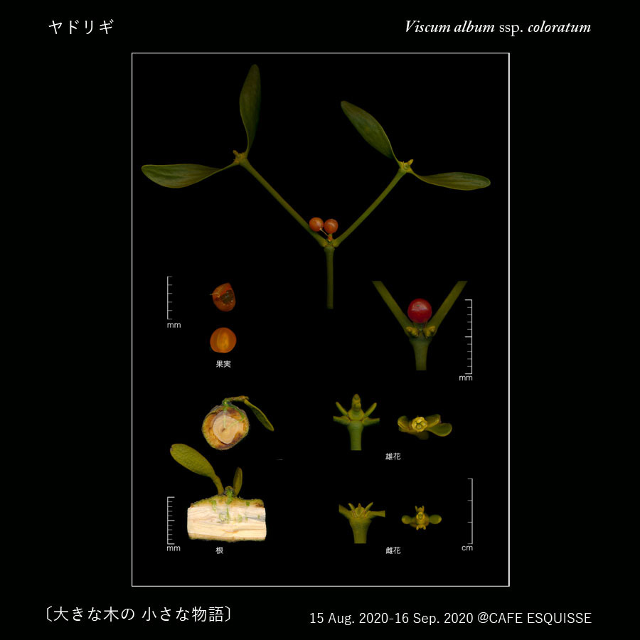 大きな木の 小さな物語〕ヤドリギ（アカミヤドリギ）: Scan Botanica